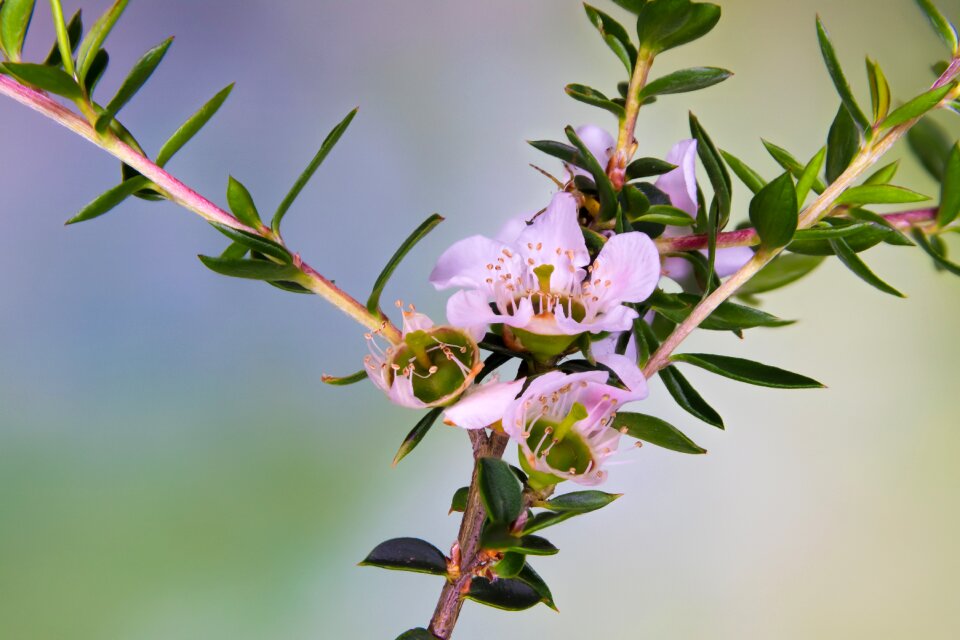 Pink bauera nature