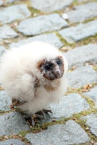 Bird of prey animal eurasian eagle owl photo