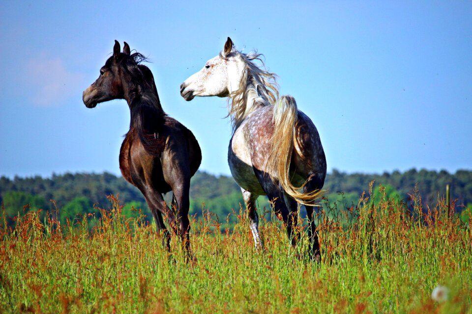 Brown mold pasture foal