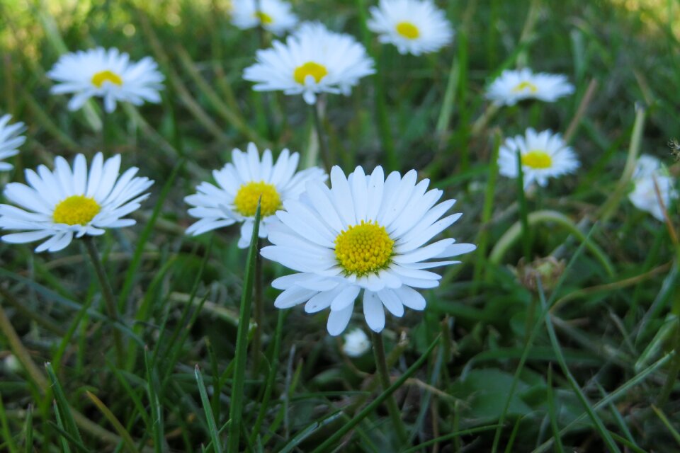 Spring blossom bloom photo