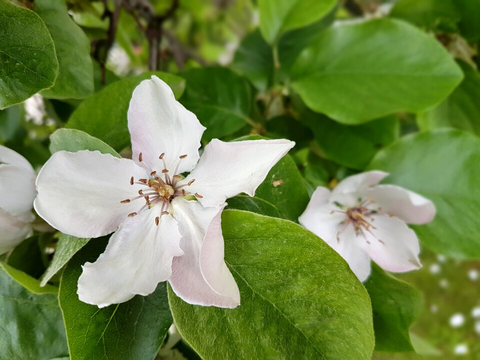 Quince blooms white