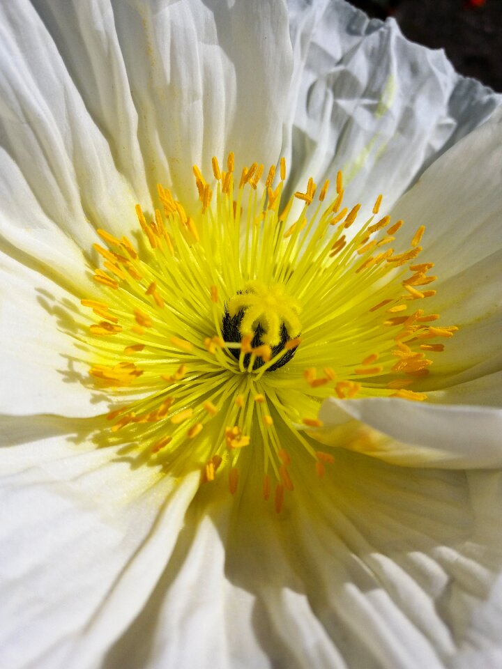 Poppies pistil flower