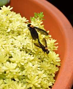 Animal stonecrop garden