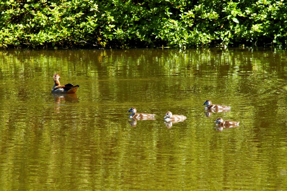 Water waterfowl chicks