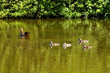 Water waterfowl chicks