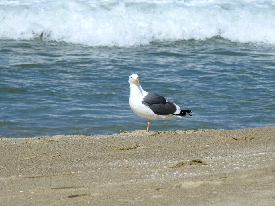Bird gull seabird