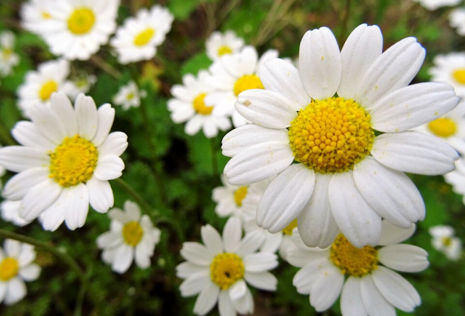 Greece wildflowers ãõñç