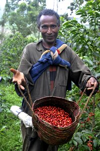 Ethio coffee farm