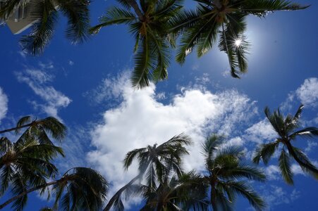 Palm trees palm tree tropical photo