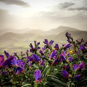 Canary landscape nature photo