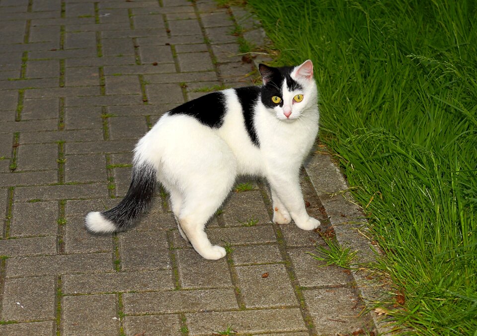 Animal pet domestic cat photo