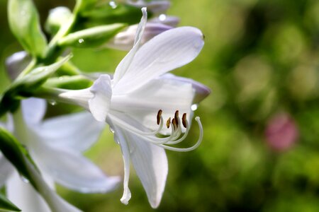 Forest flowers landscape