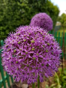 Decorative garlic spring czosnki photo