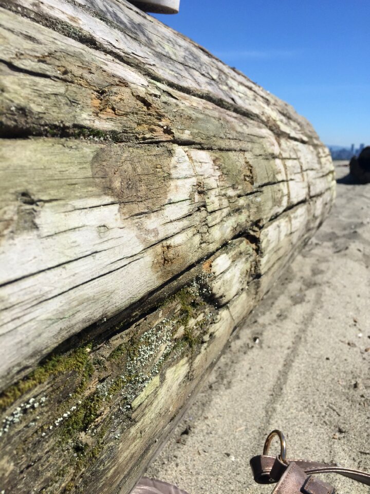 Sand wood nature