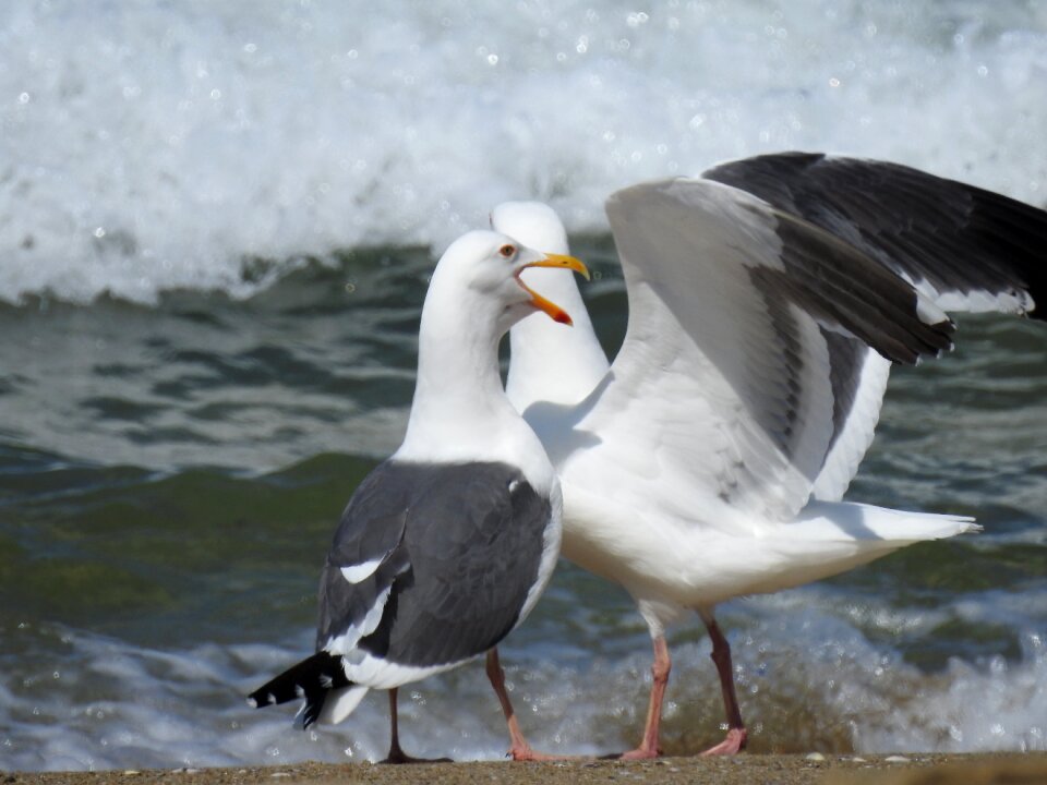 Beach seagull wildlife