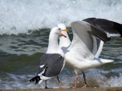 Beach seagull wildlife photo
