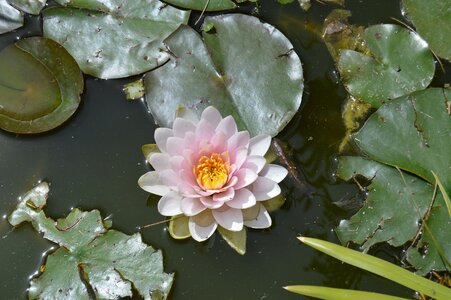 Plant spring water lily pink