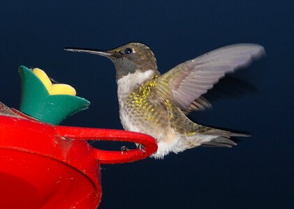 Hummingbird flying wildlife