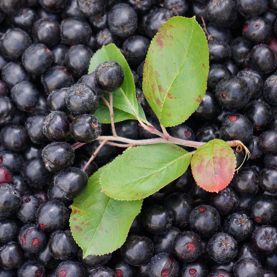 Autumn harvest leaf bunch