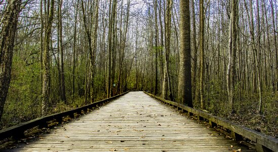 Road forest wood