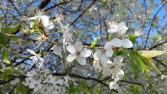 White flowers fruit tree flowering