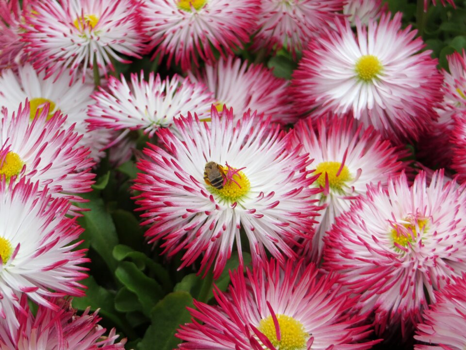 Nature summer spring