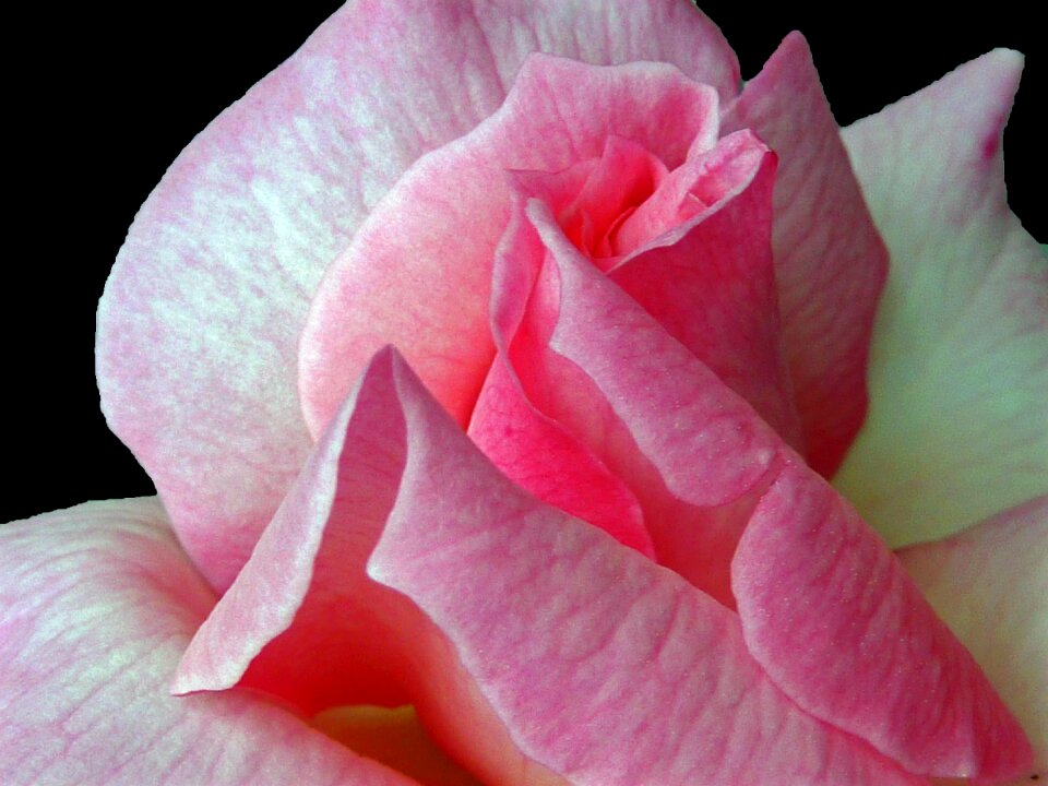 Blossom bloom flower