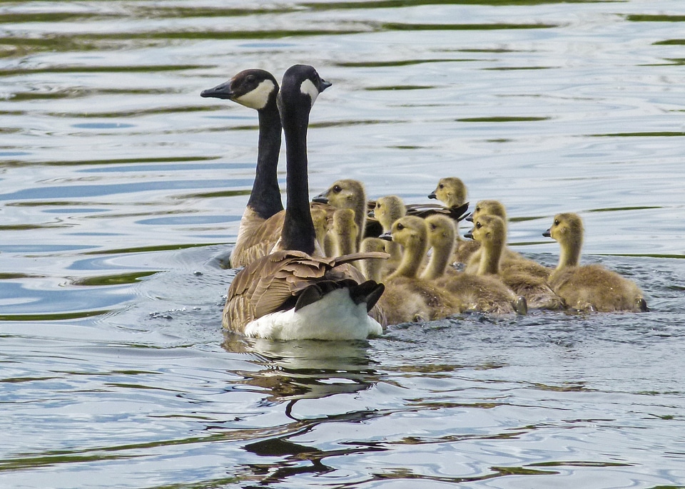 Nature wildlife gosling photo