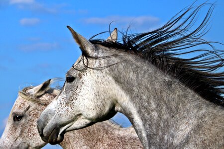Mane horse head sky photo