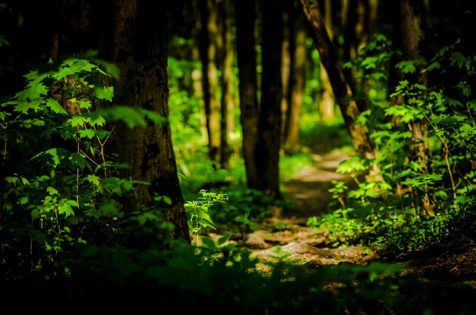 Landscape trees mystery