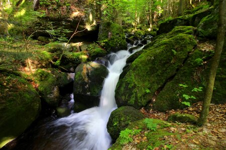 Forest river waters