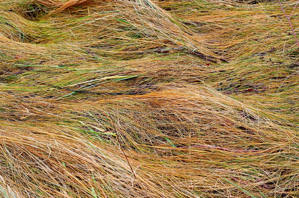 Scenery plant natural