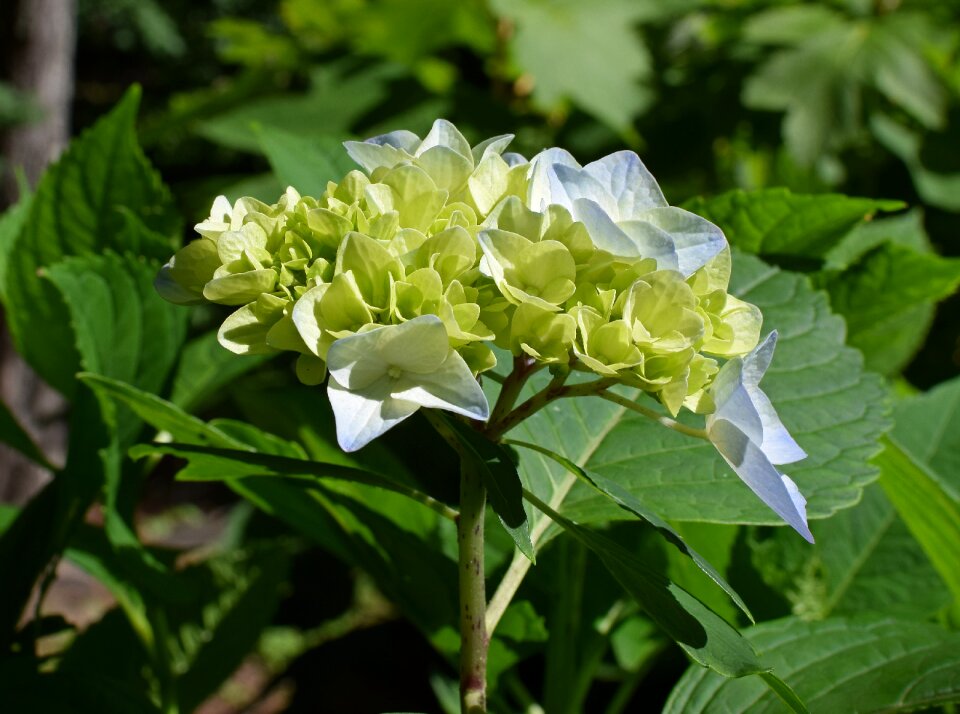 Flower bloom plant