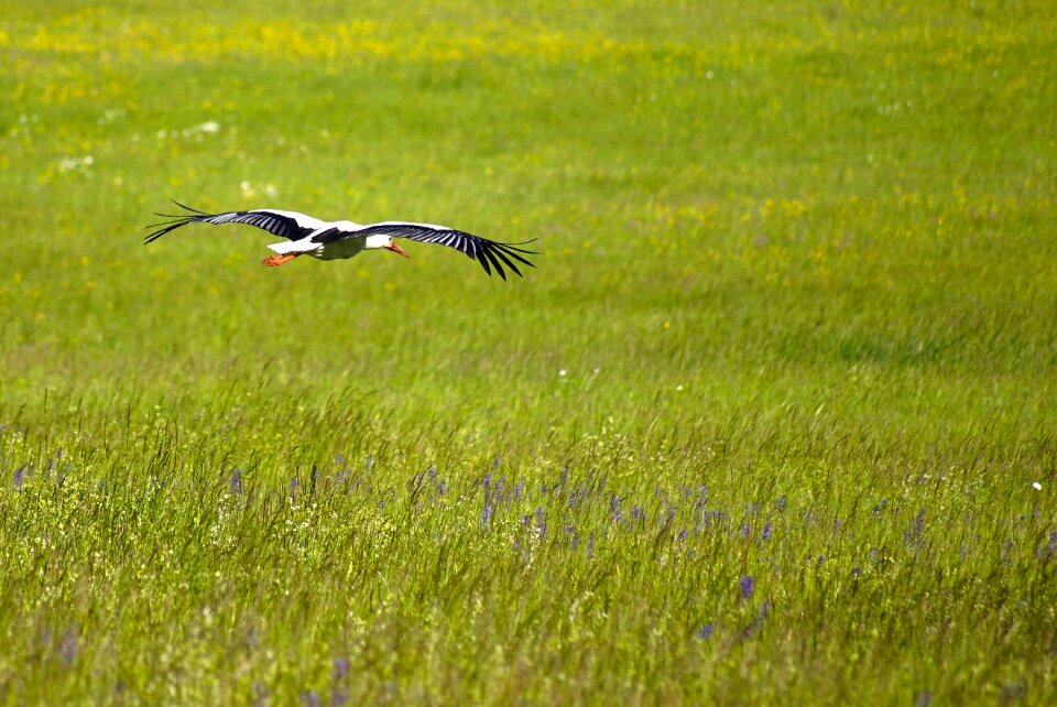 Nature flight alsace