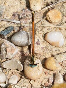 Stones winged insect dragonfly