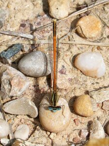 Stones winged insect dragonfly photo