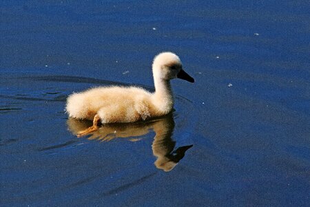 Swans swim water photo