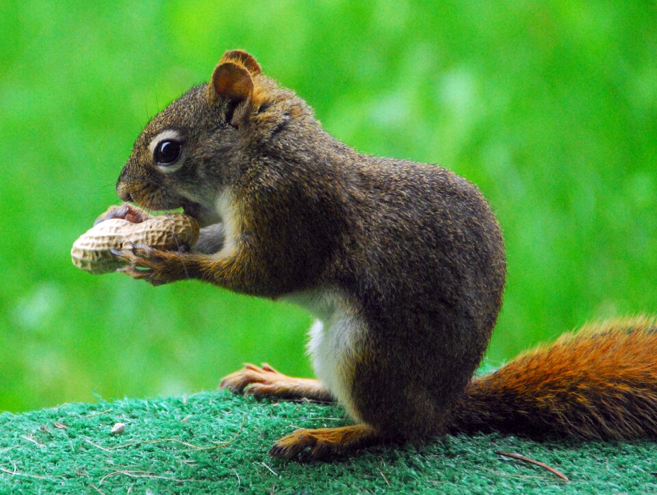 Animal nature