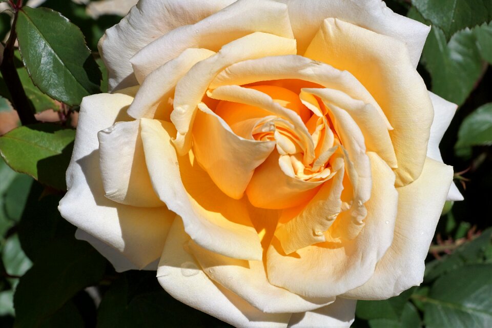 Symbol flower blossom