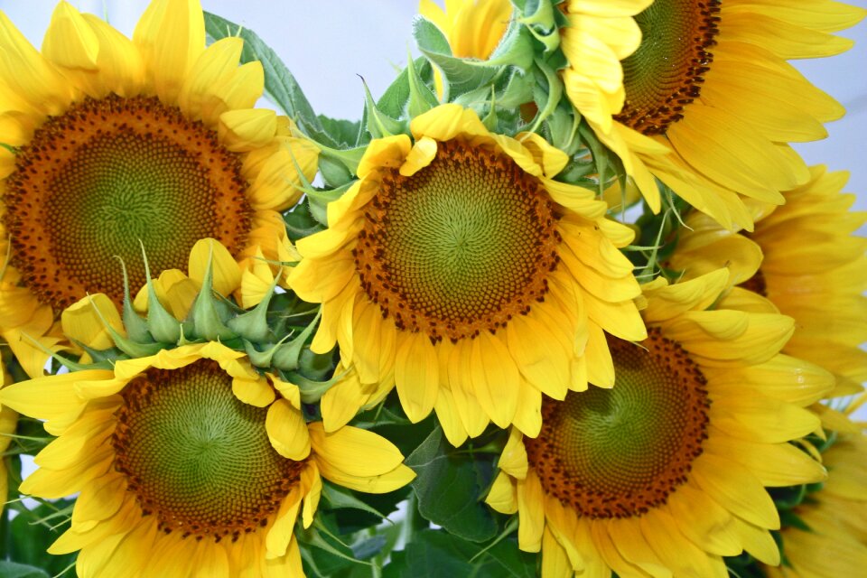 Sun plant floral