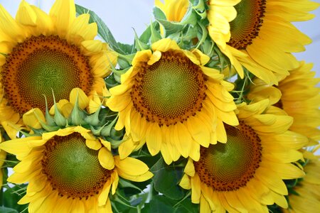 Sun plant floral photo