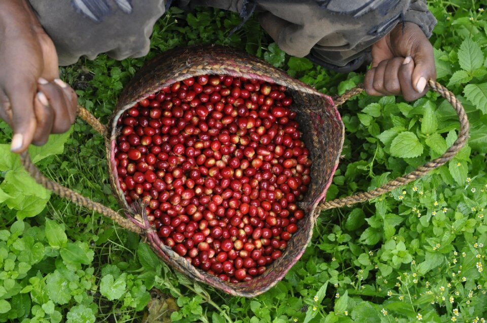 Ethio coffee farm