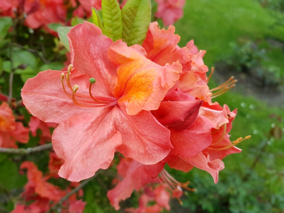 Azalea spring shrubs