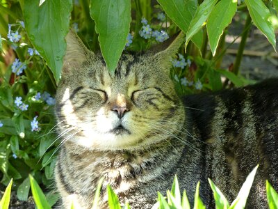 Rest cat favorite place