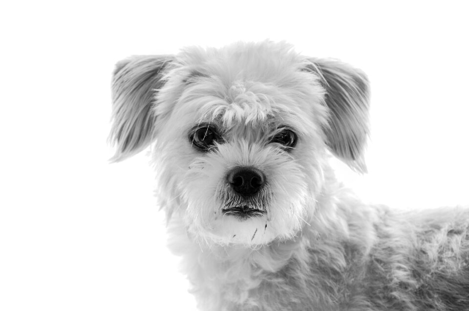 Pet hybrid maltese