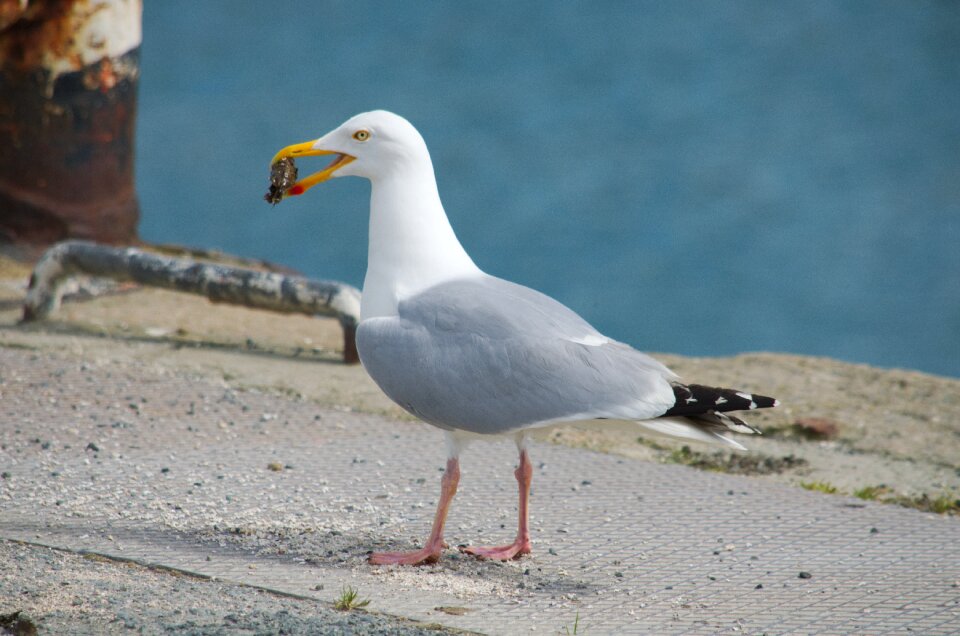 Sea ornithology nature