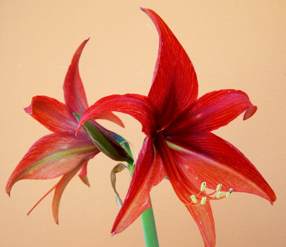 Amaryllis cone inflorescence bulbous plant