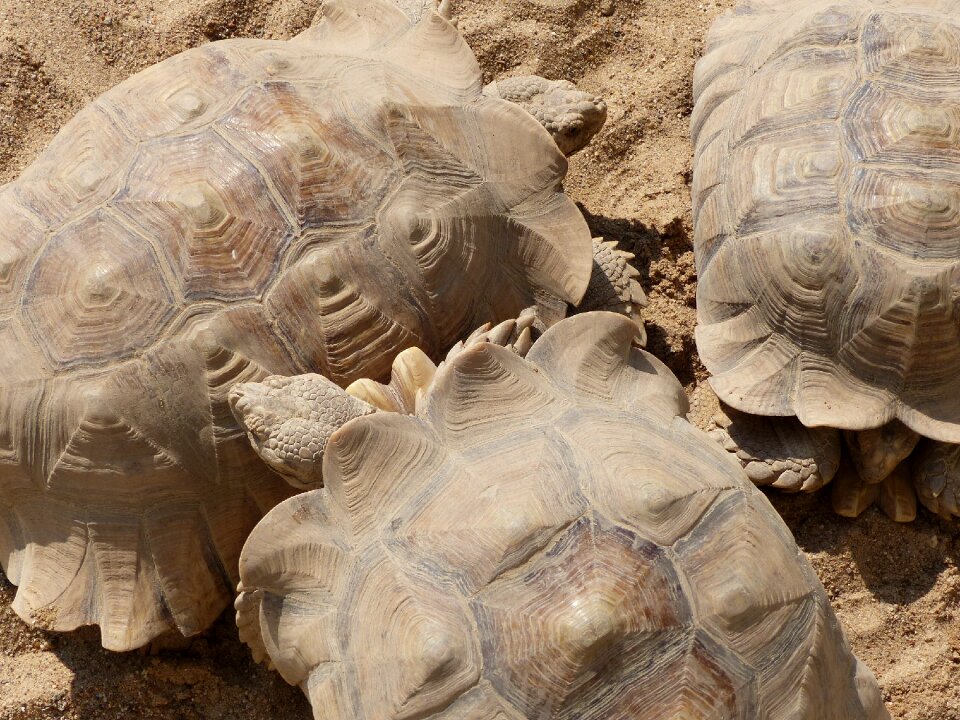 Rest turtle sand