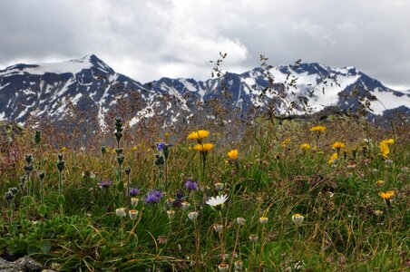 Mountain meadow flowers mountains photo
