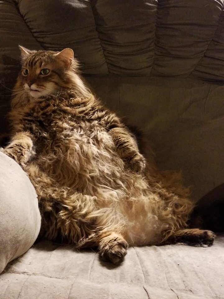 Domestic animal kitty